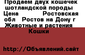 Продаем двух кошечек шотландской породы › Цена ­ 4 000 - Ростовская обл., Ростов-на-Дону г. Животные и растения » Кошки   